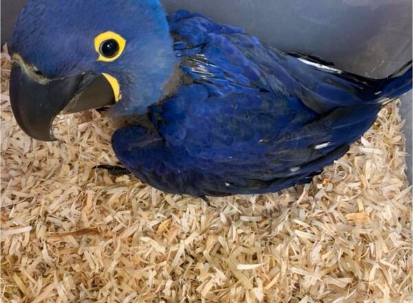 Hyacinth Macaw for Sale