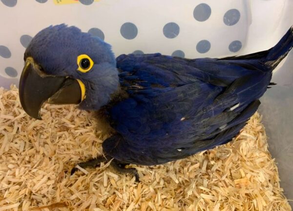 Hyacinth Macaws for Sale