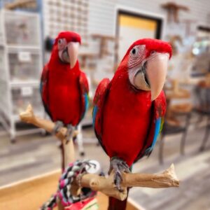 Green-winged Macaw for Sale