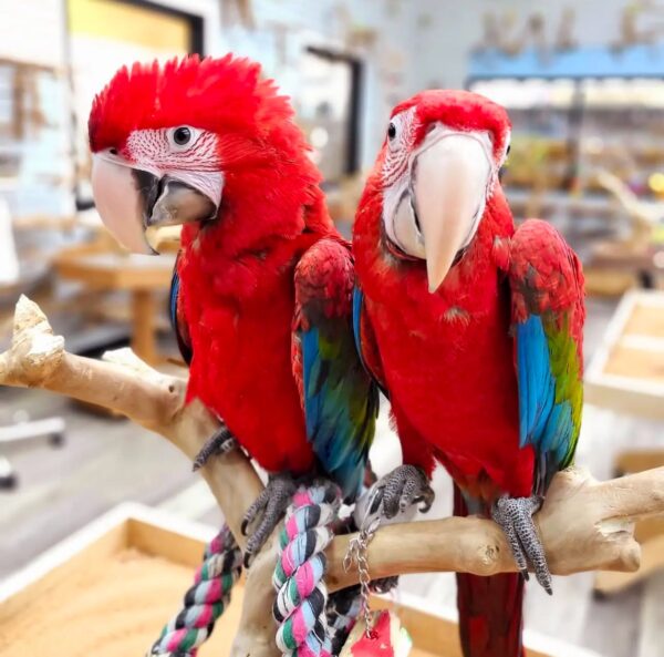 Green-winged Macaws for Sale
