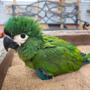 Severe Macaw for Sale
