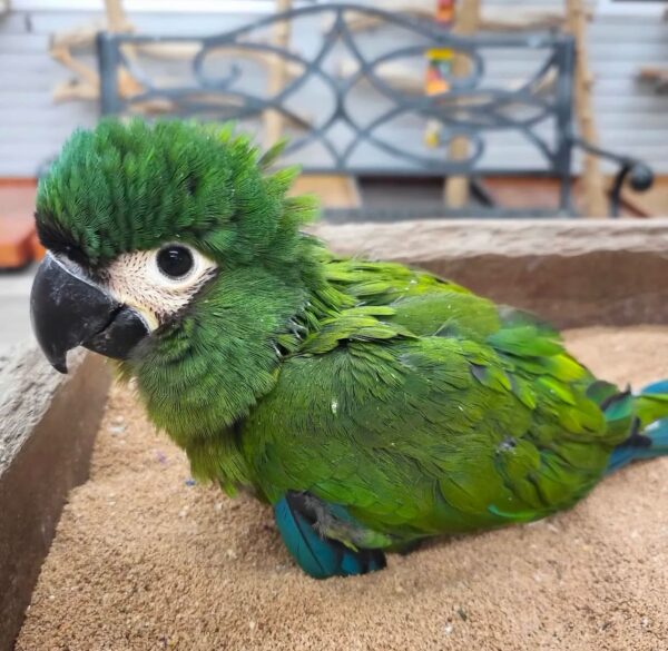 Severe Macaw for Sale