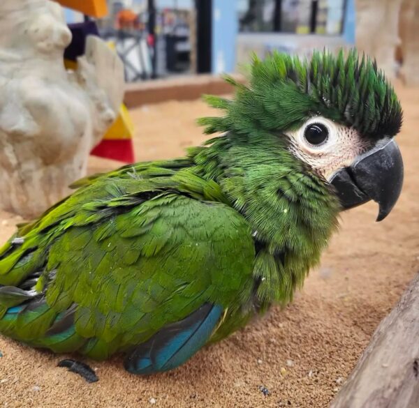 Severe Macaws for Sale