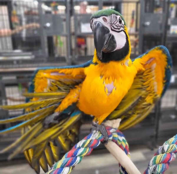 Blue and Gold Macaws for Sale