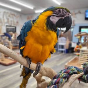 Blue and Gold Macaw for Sale