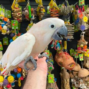 Moluccan Cockatoo for Sale