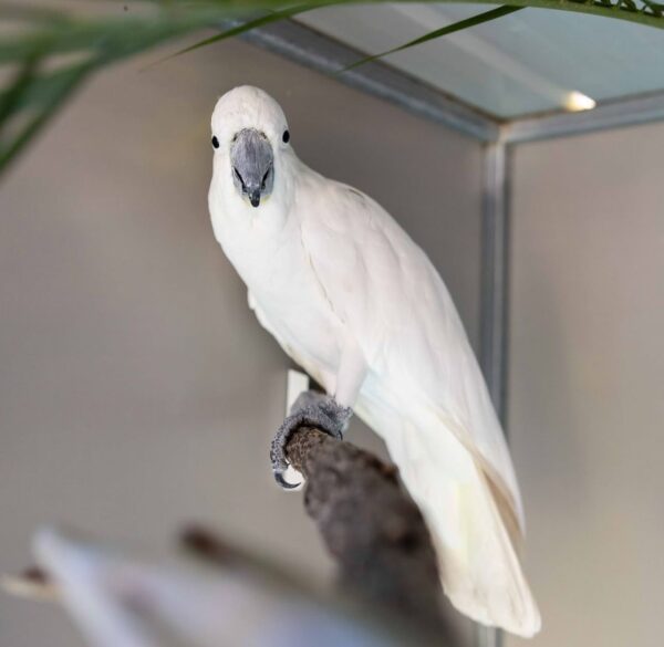 Sulphur-crested Cockatoos for Sale