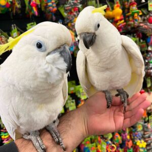 Cockatoo for Sale