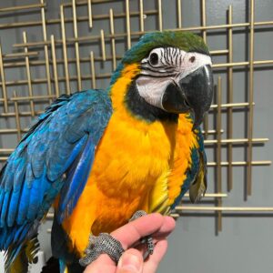 Macaw for Sale