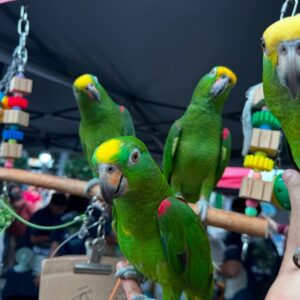 Amazon Parrot for Sale